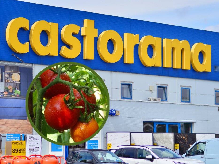 castorama