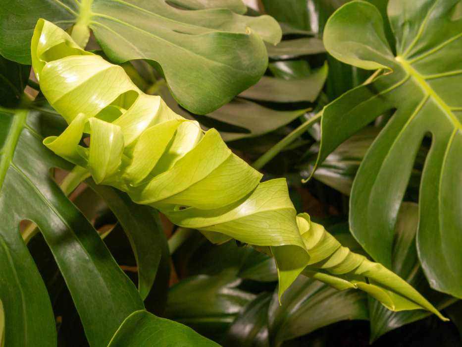 monstera