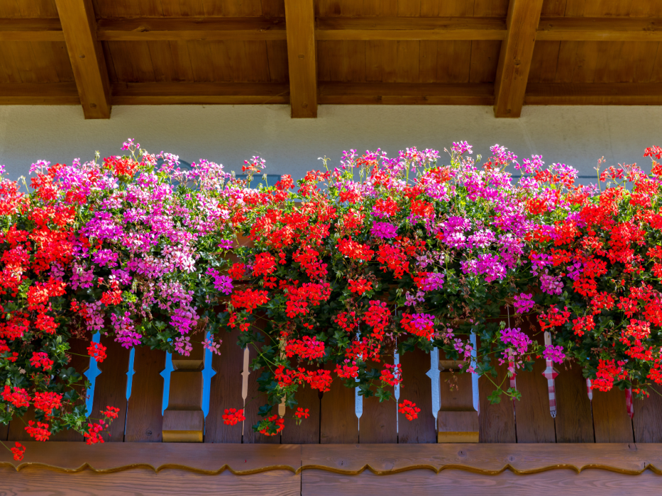 pelargonie