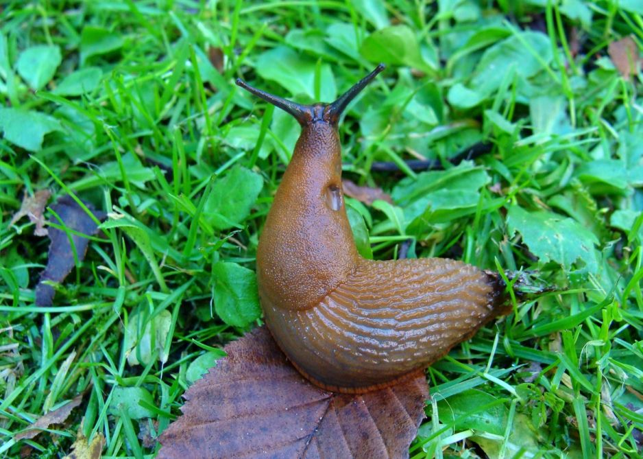 ślimaki