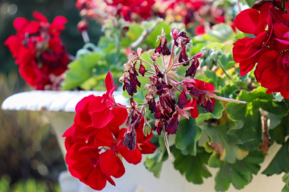 rdza pelargonii