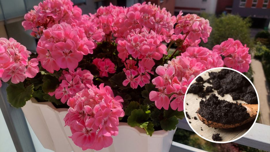 pelargonie nazwóz z fusów