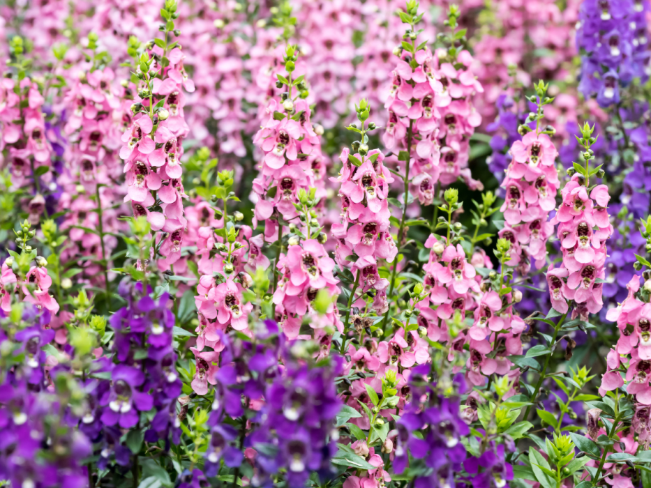 angelonia