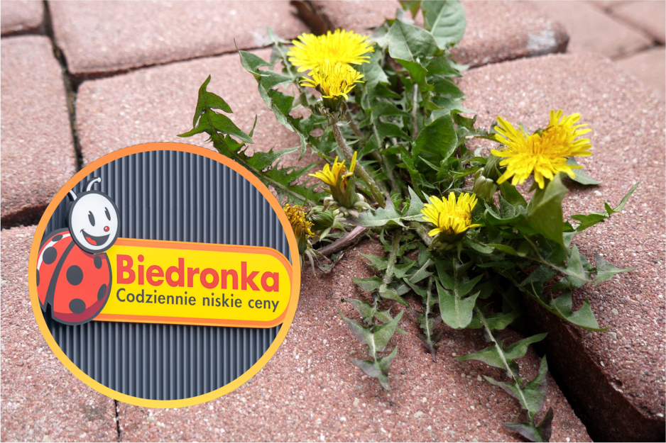 Biedronka