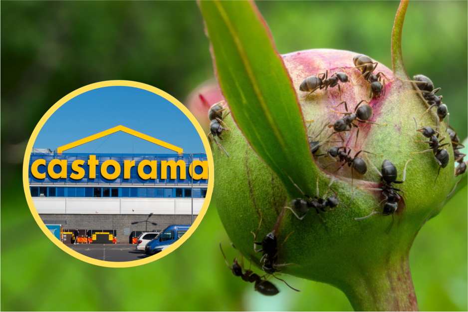 Castorama