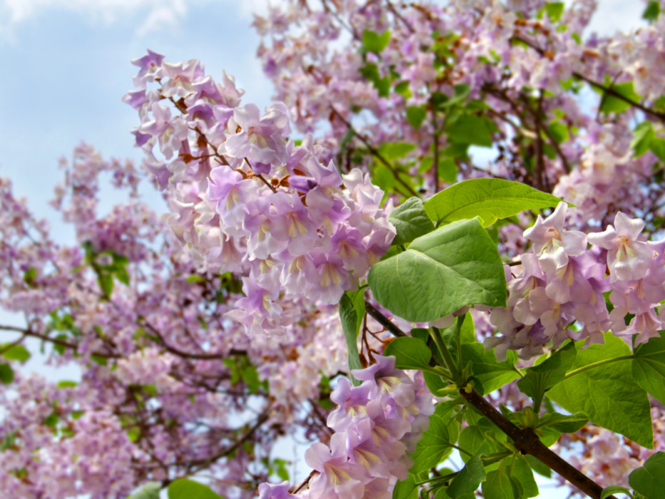 paulownia