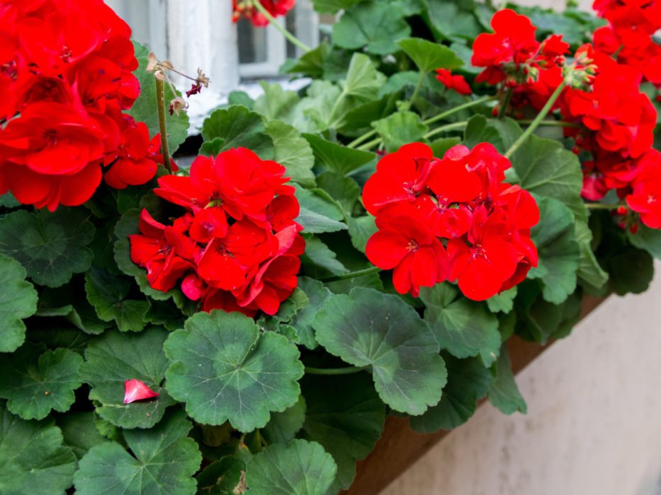 pelargonie