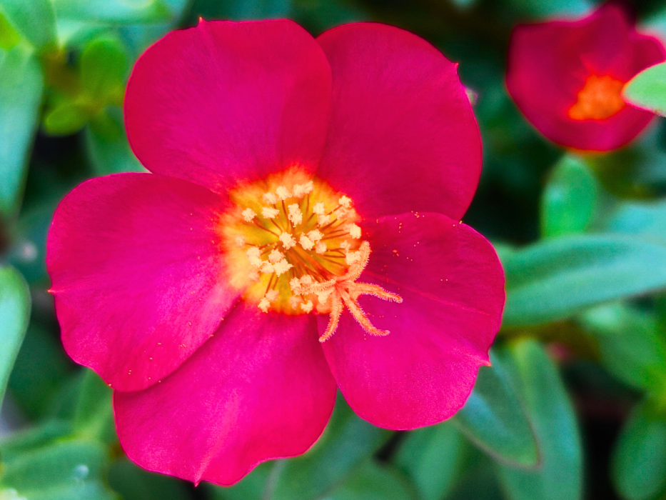 portulaka
