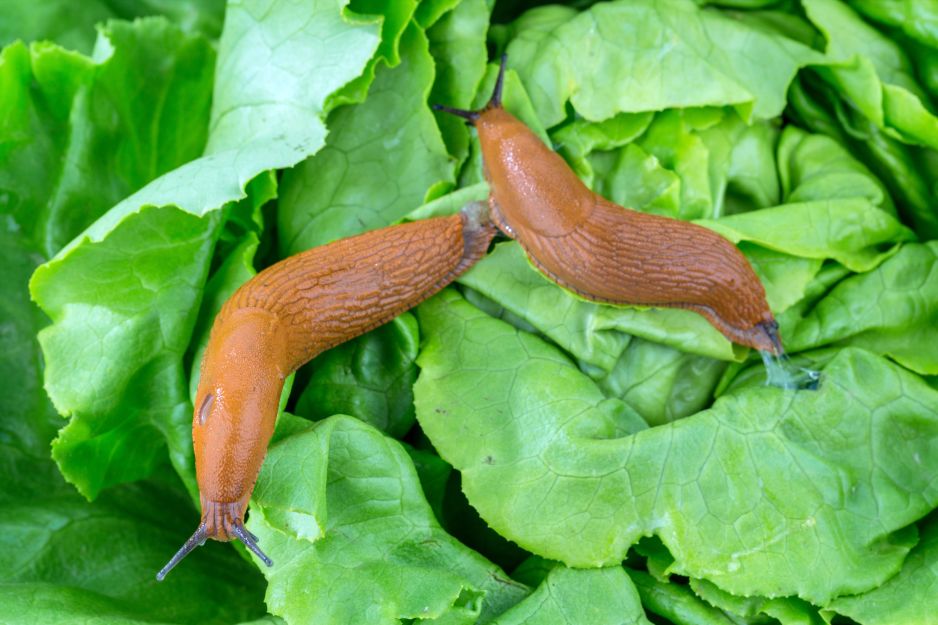 ślimaki