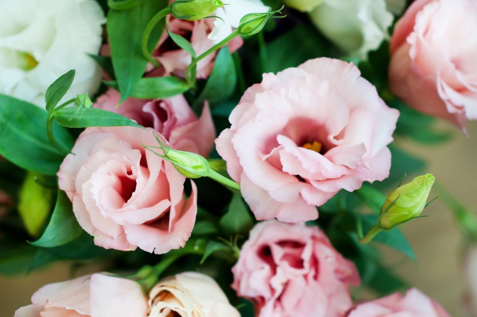 eustoma