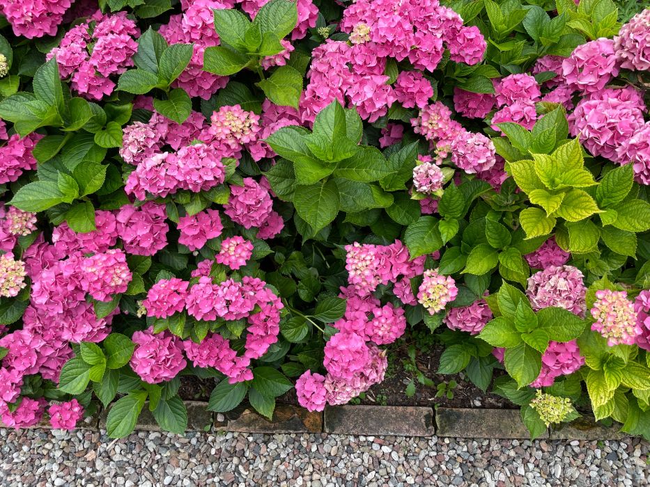 hortensje