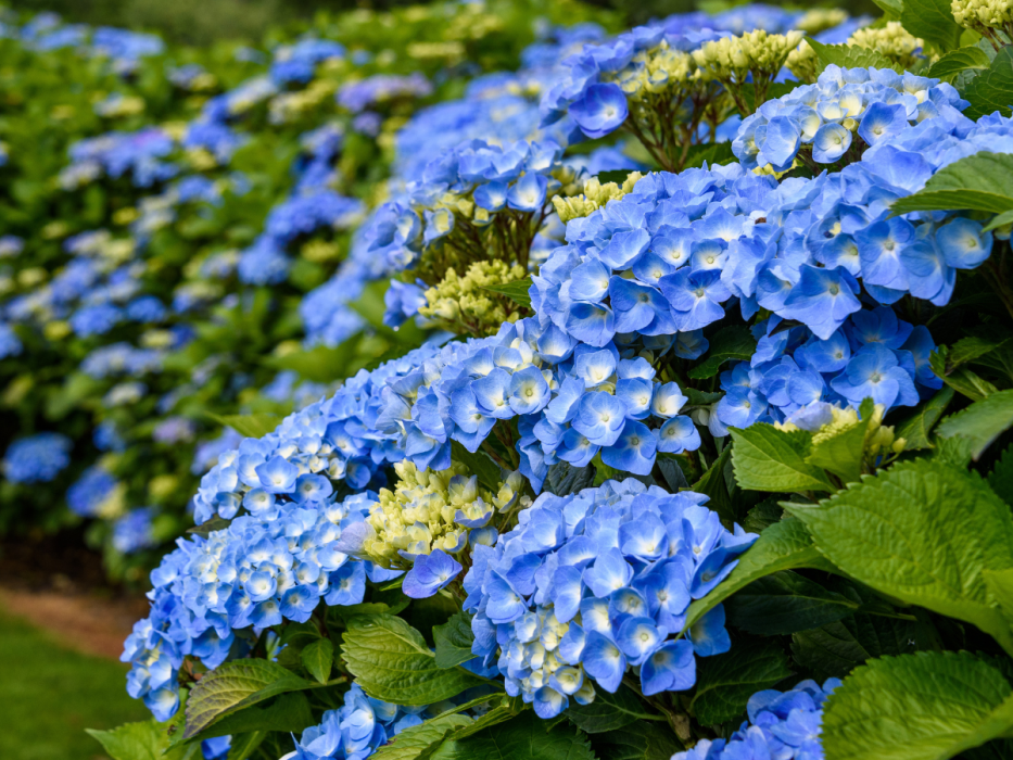 hortensje