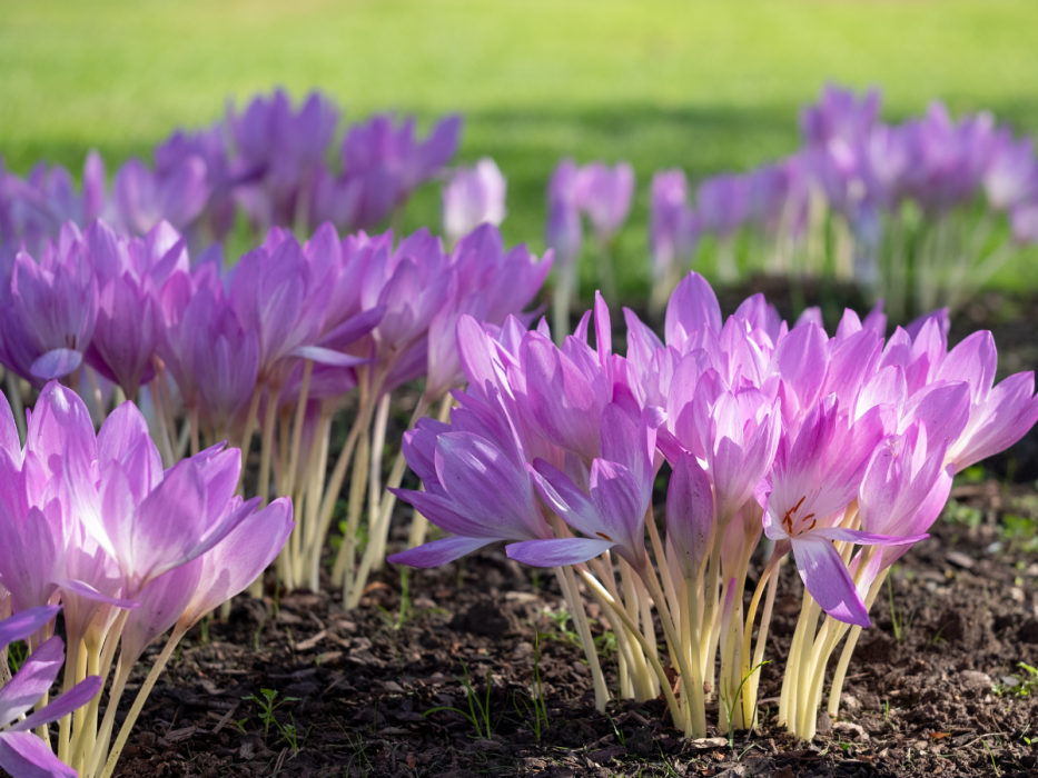 krokus jesienny