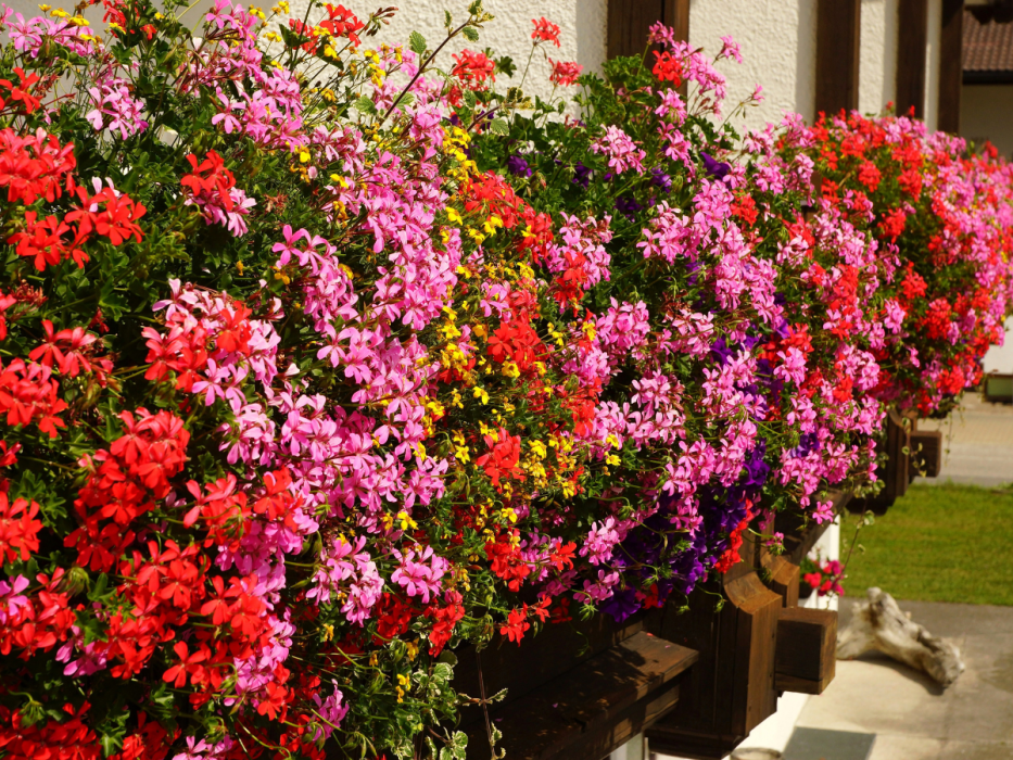 pelargonie