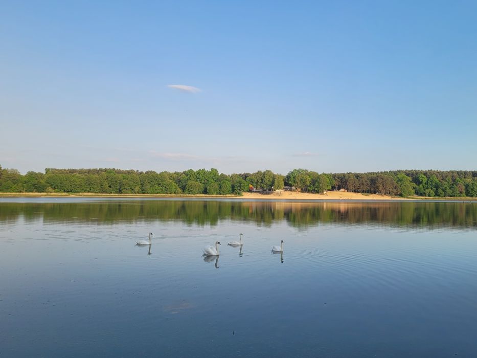 cedzyna