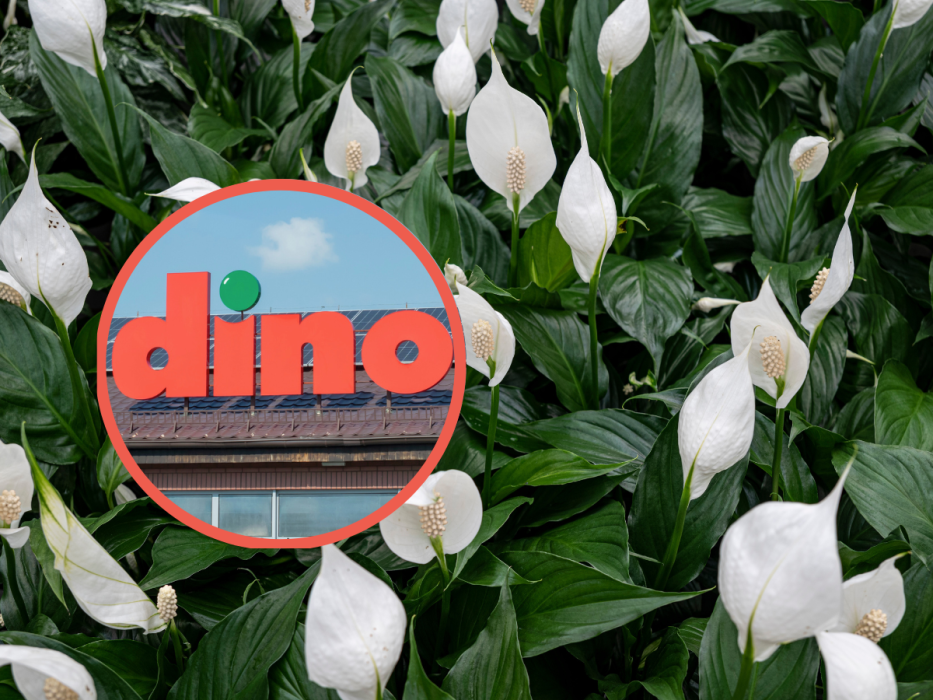 dino