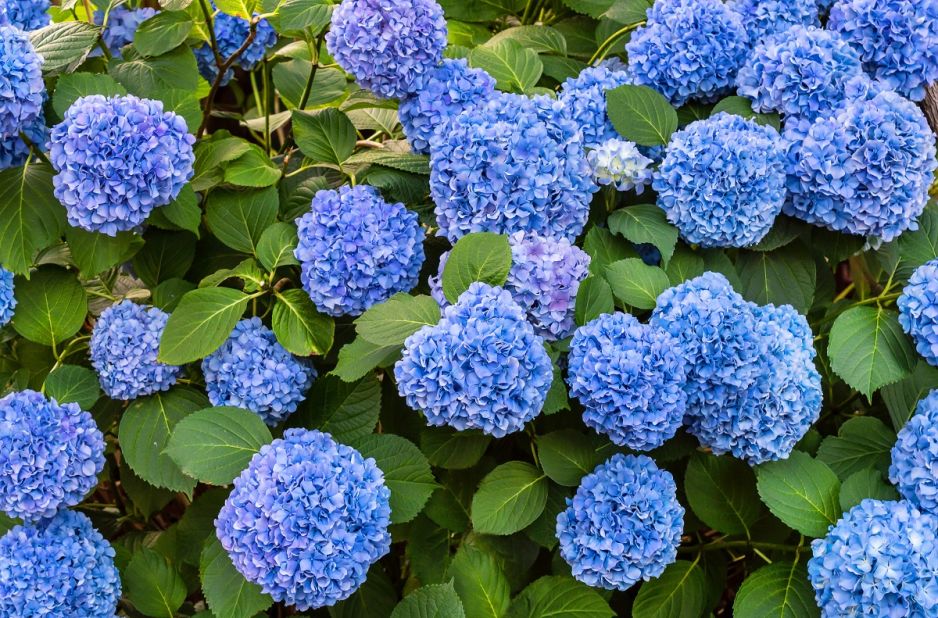 hortensje