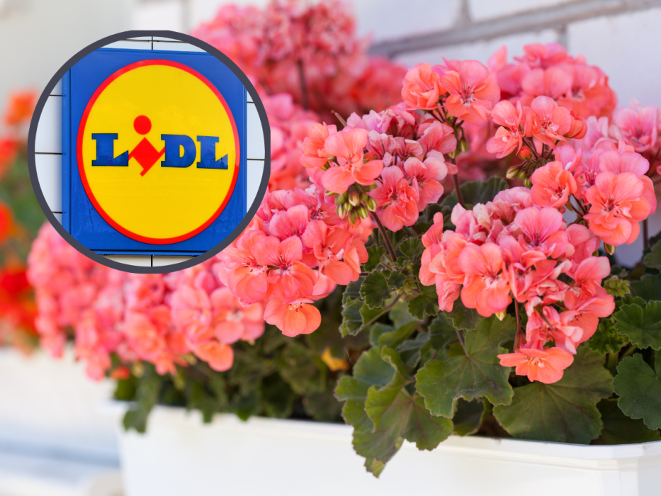 lidl doniczka
