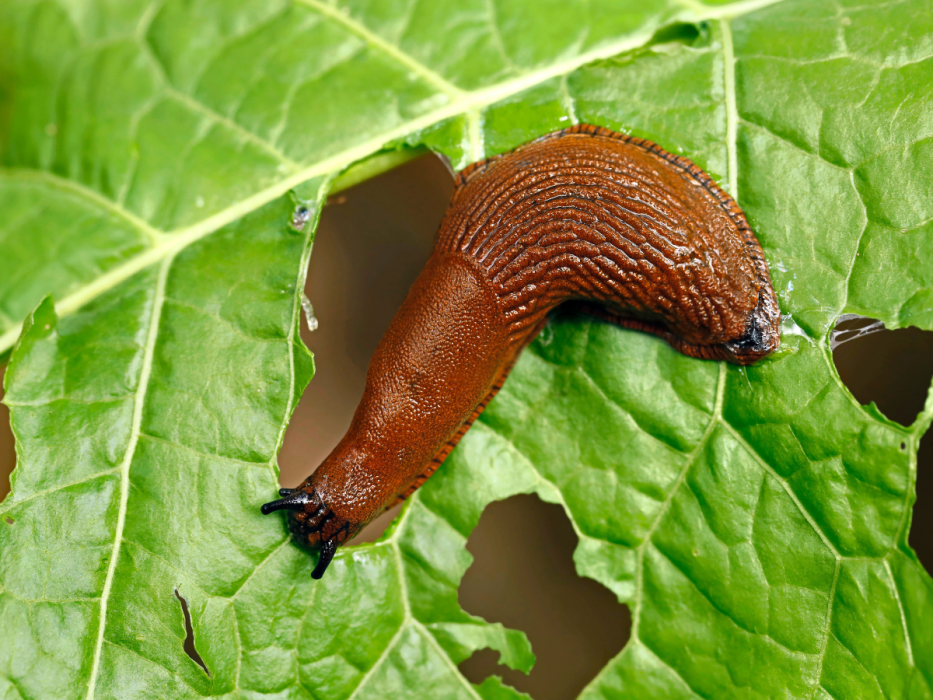 ślimak