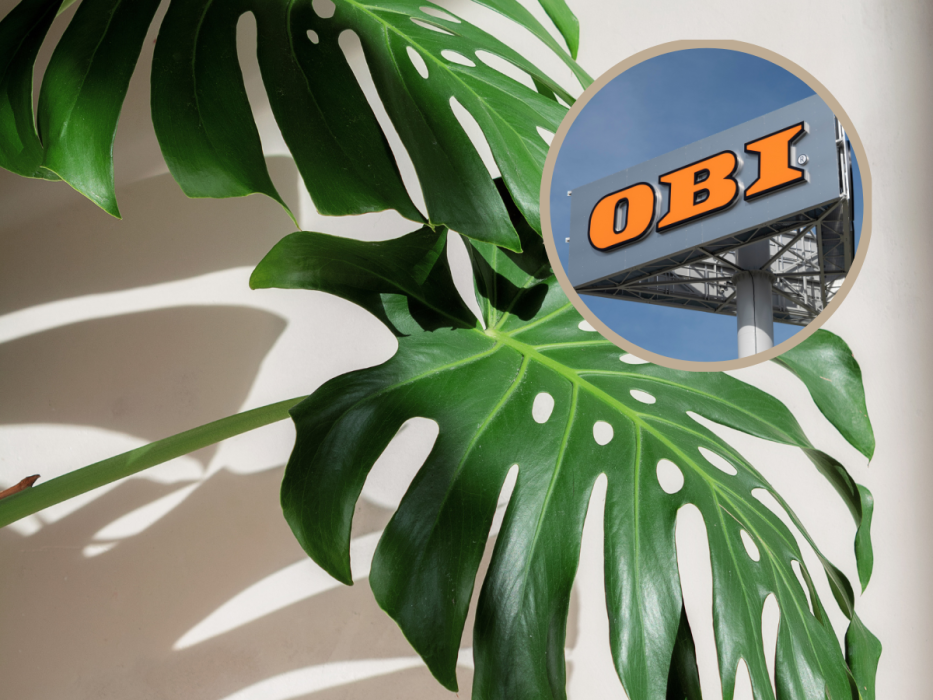 monstera obi