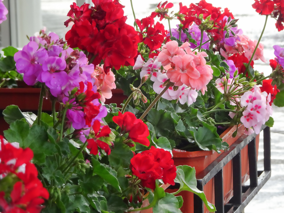 pelargonie