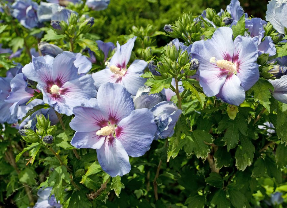 hibiskus