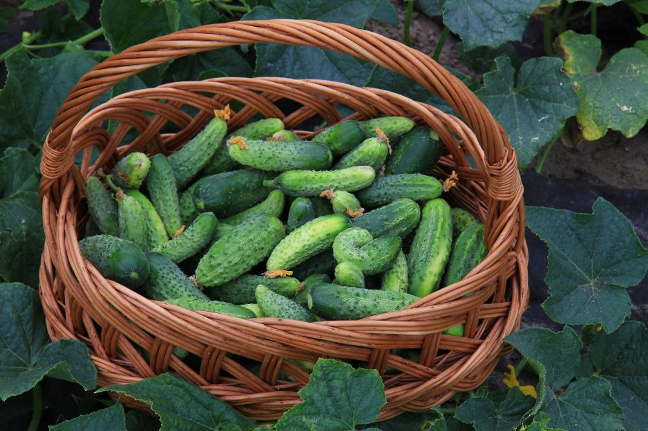 ogórki