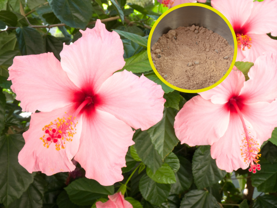 hibiskus nawóz