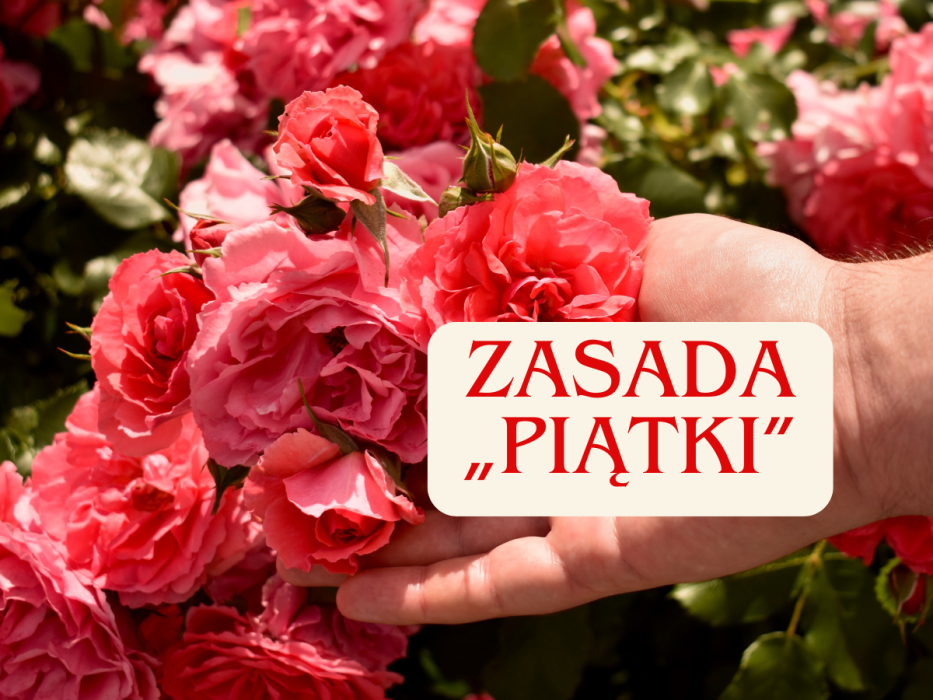róże