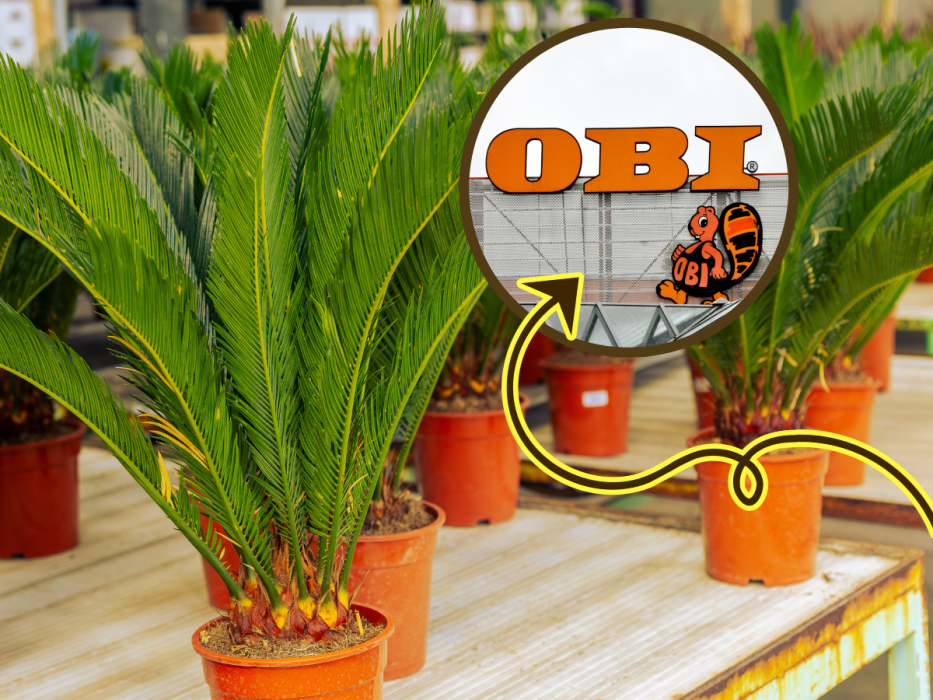 sagowiec obi