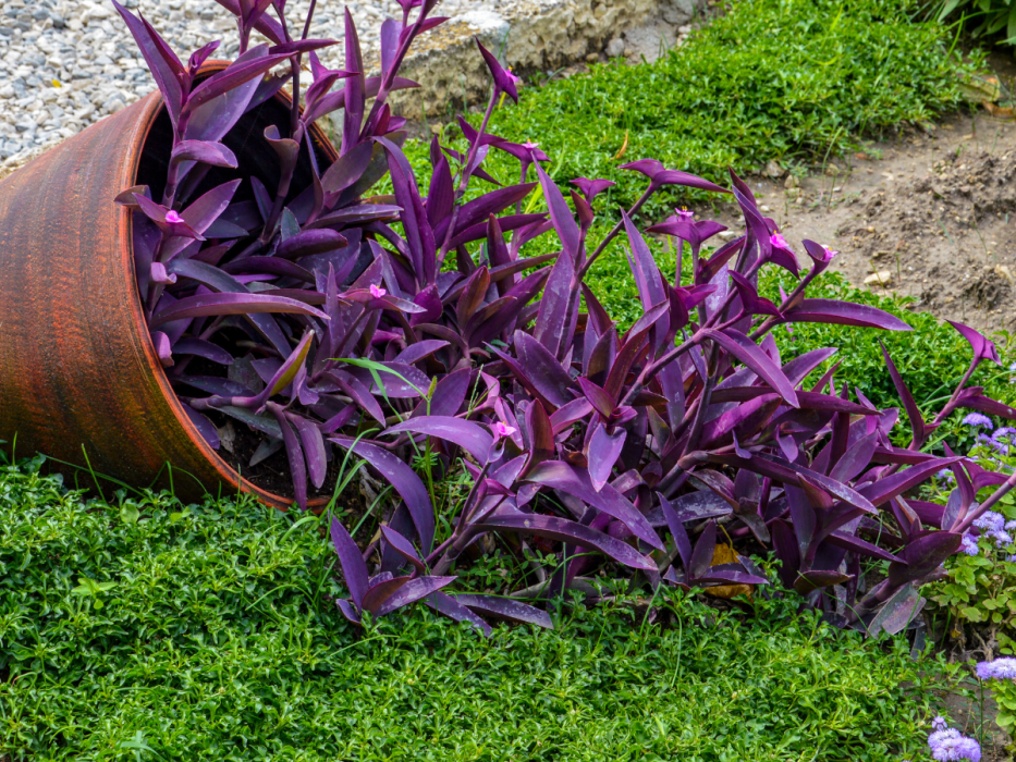 trzykrotka purpurowa