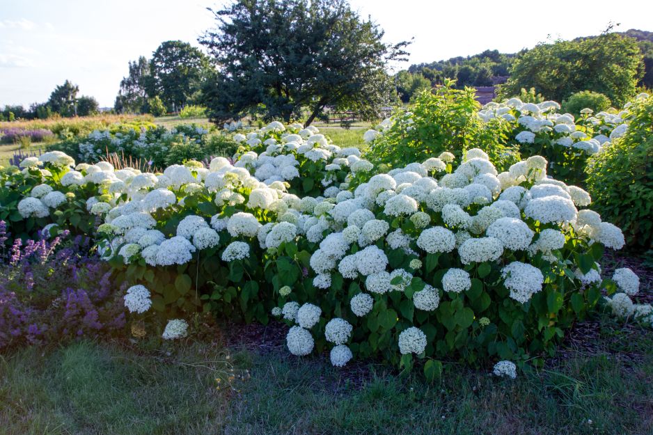 hortensje