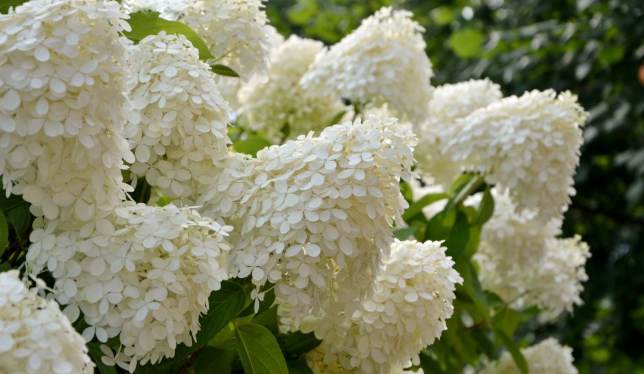 hortensje