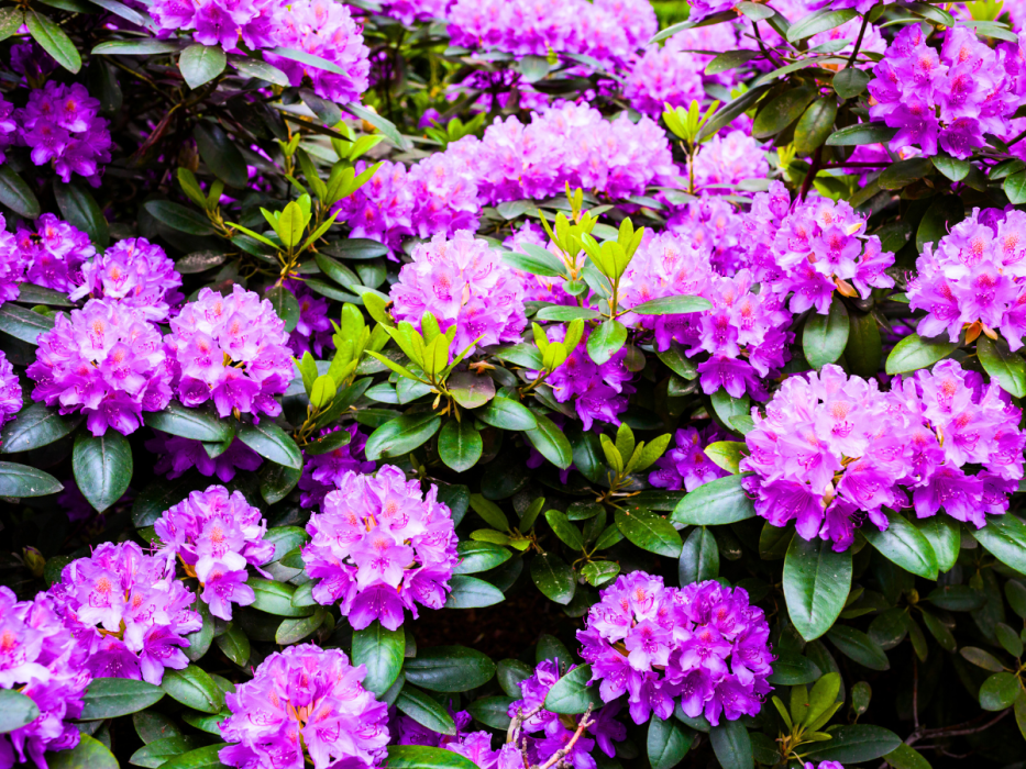 rododendron