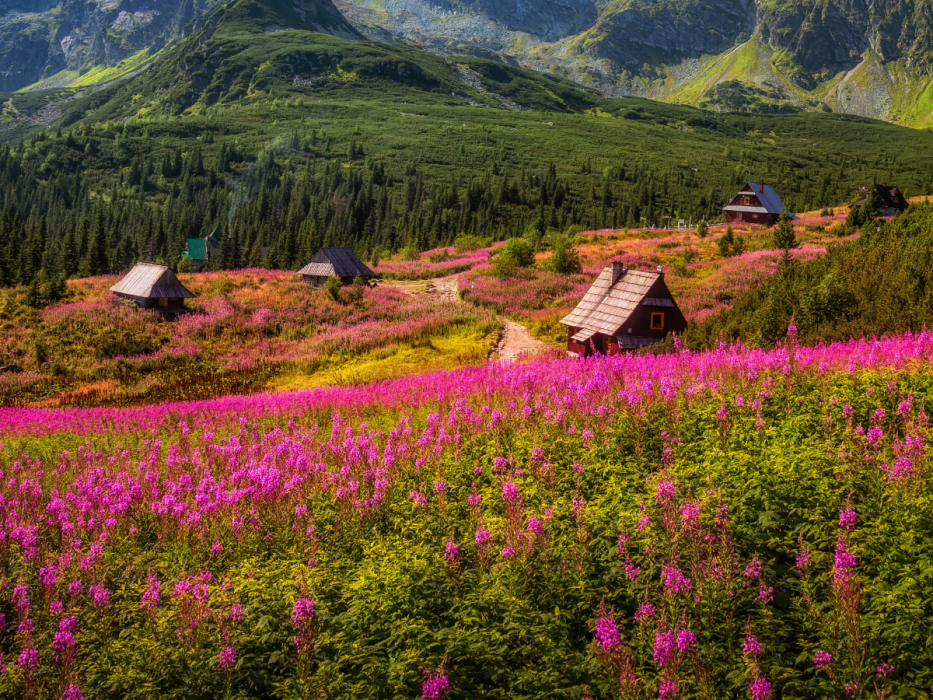 tatry wierzbówka