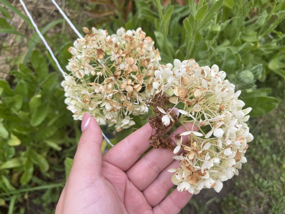 hortensje