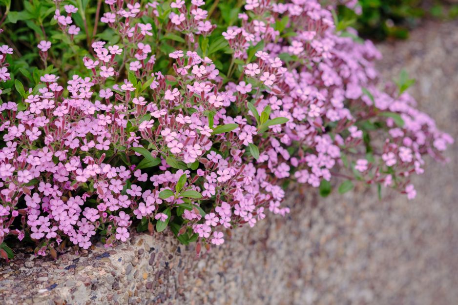 mydlnica