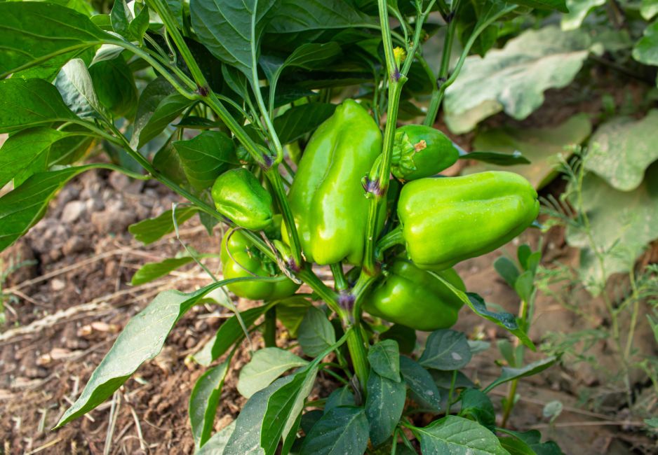 papryka