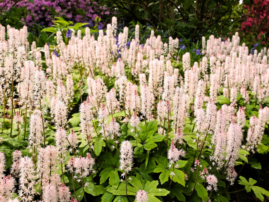 tiarella