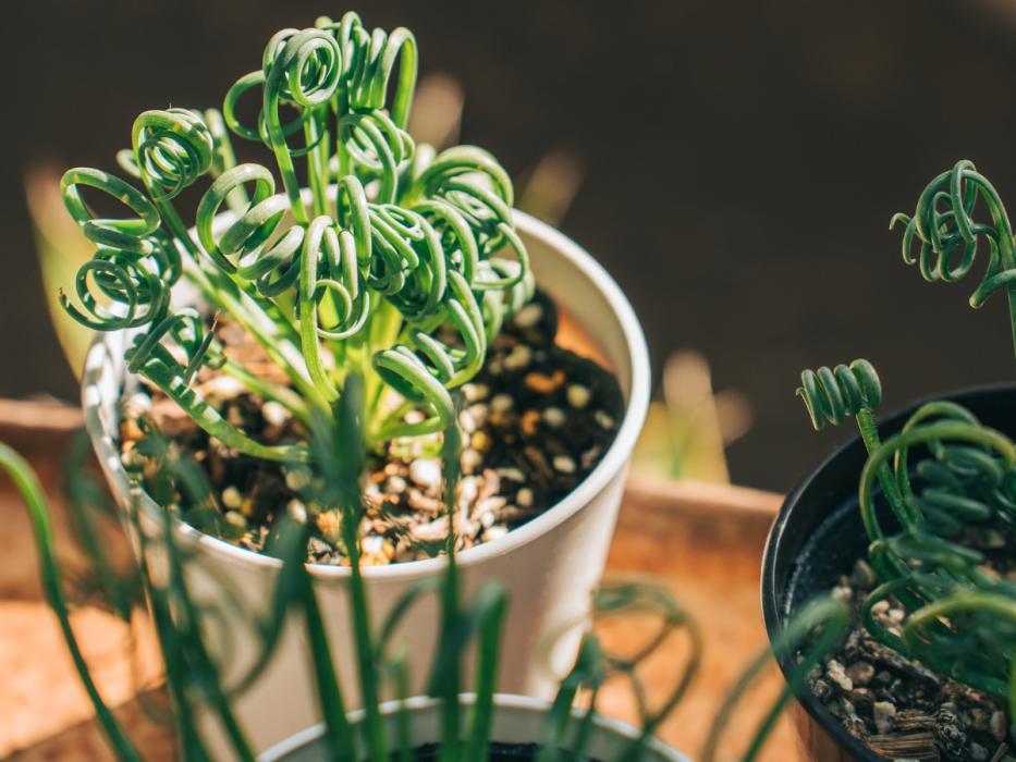 Albuca spiralis