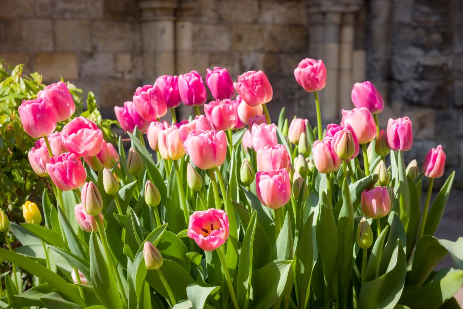 tulipany