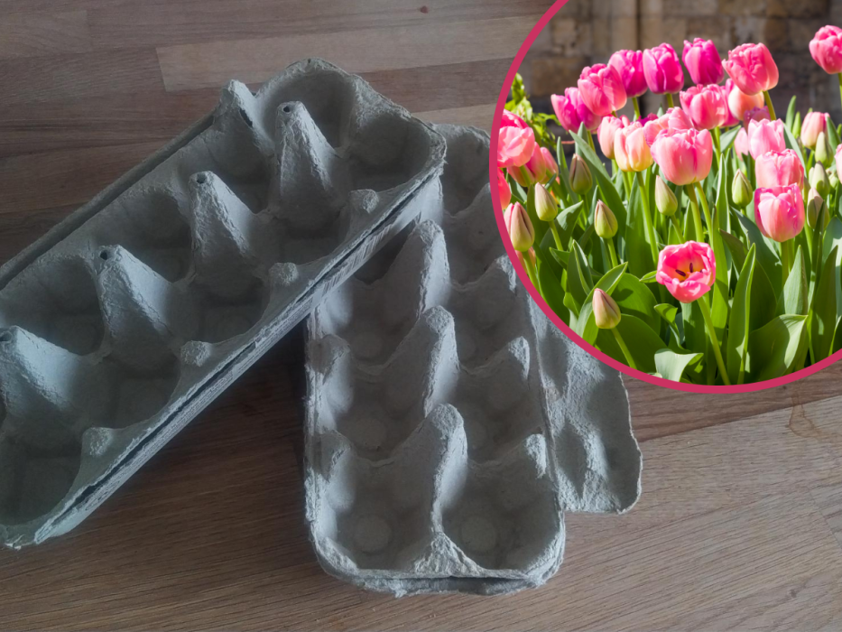 tulipany