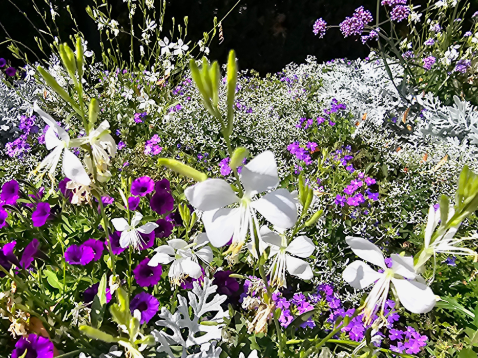 gaura biała