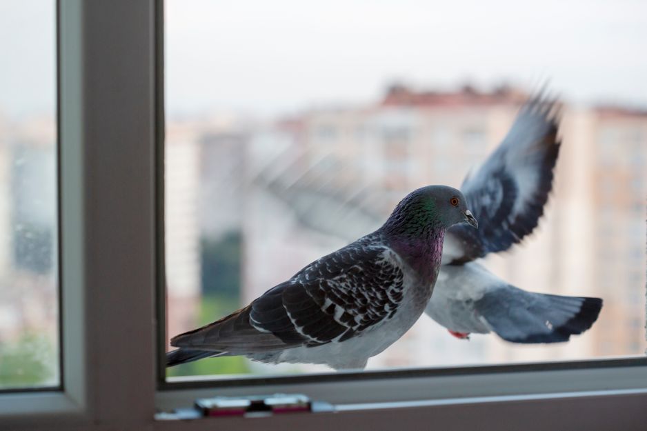 gołębie