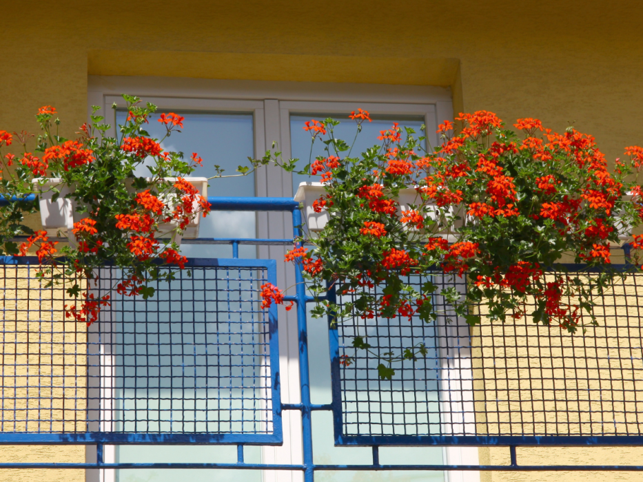 pelargonie