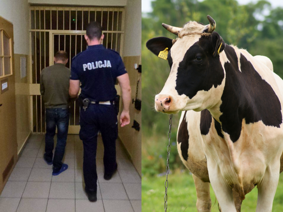 policja