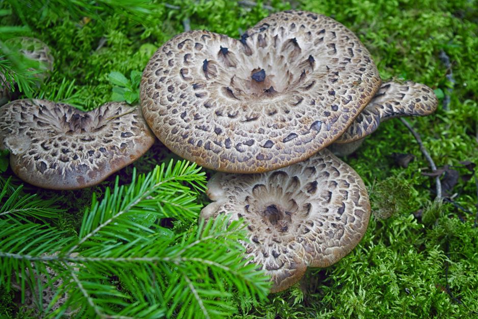 sarniak