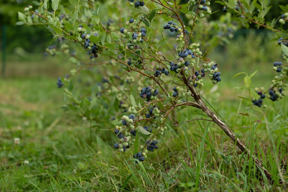 borówka