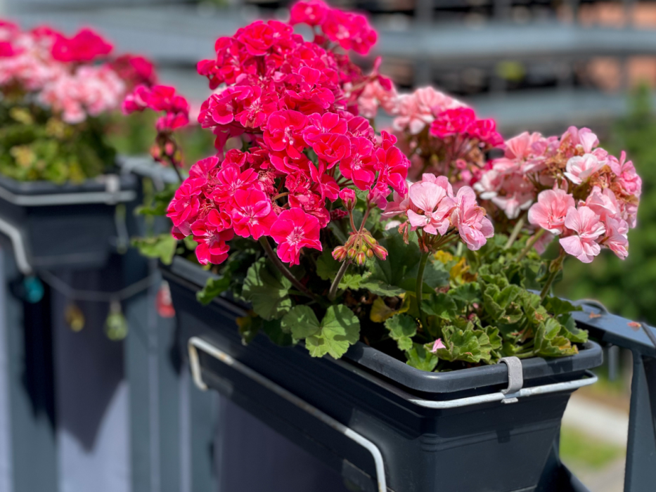 pelargonie