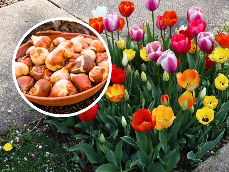 tulipany